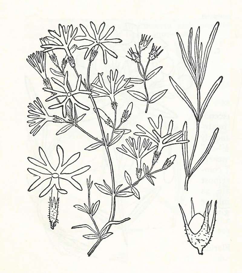 Silhouette by Parts - Lne Drawing<br>(Origin of the Specimen: Britton and Brown)