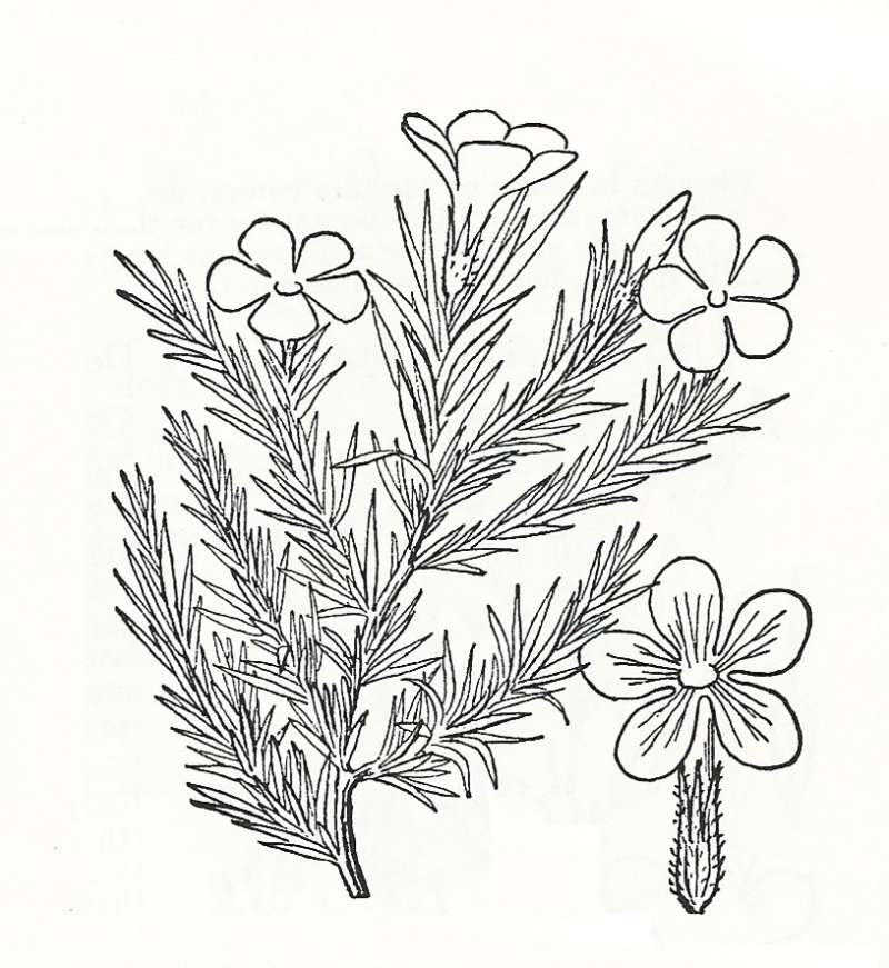 Sihouette by Parts - Line Drawing<br>(Origin of the Specimen: Britton and Brown)