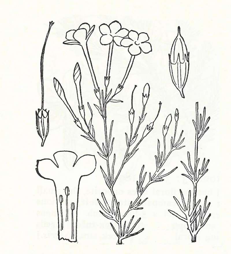 Silhouette by Parts - Line Drawing<br>(Origin of the Specimen: Britton and Brown)