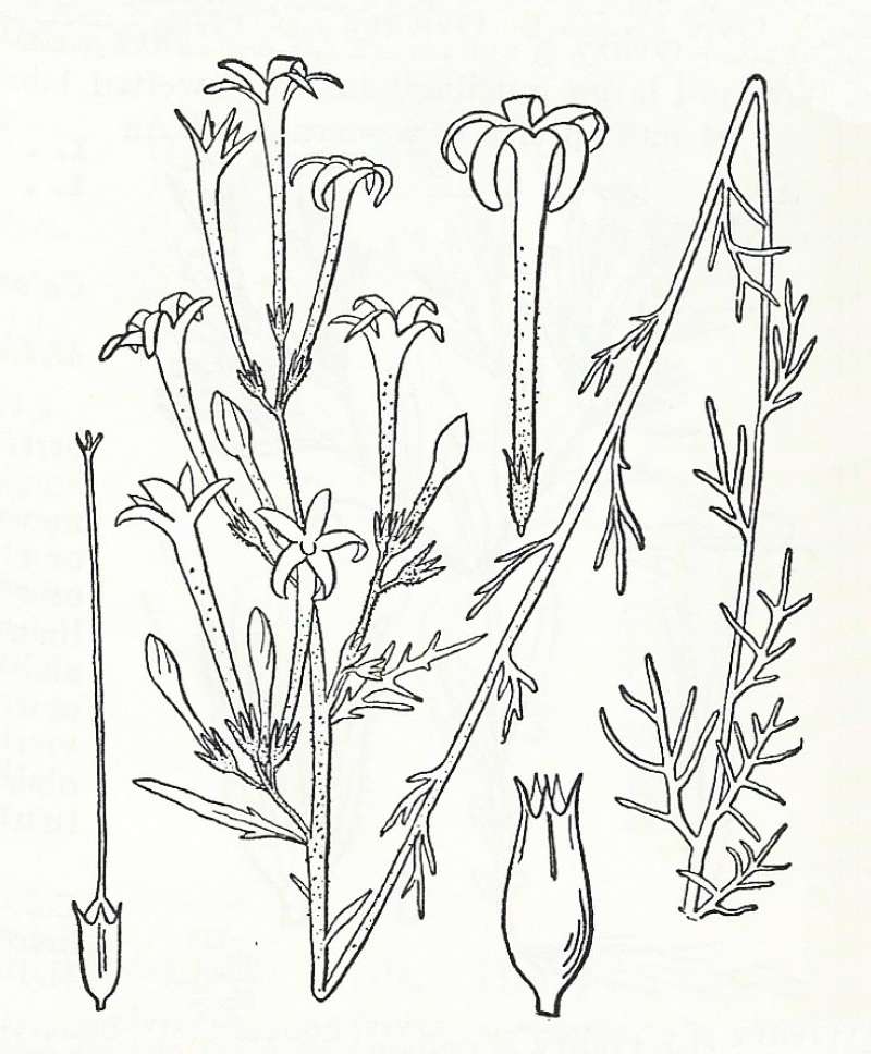Silhouette by Parts - Line Drawing<br>(Origin of the Specimen: Britton and Brown)