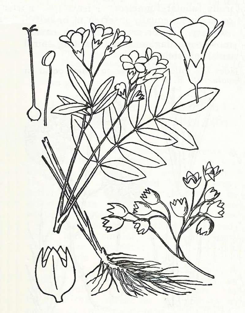 Silhouette by Parts - Line Drawing<br>(Origin of the Specimen: Britton and Brown)