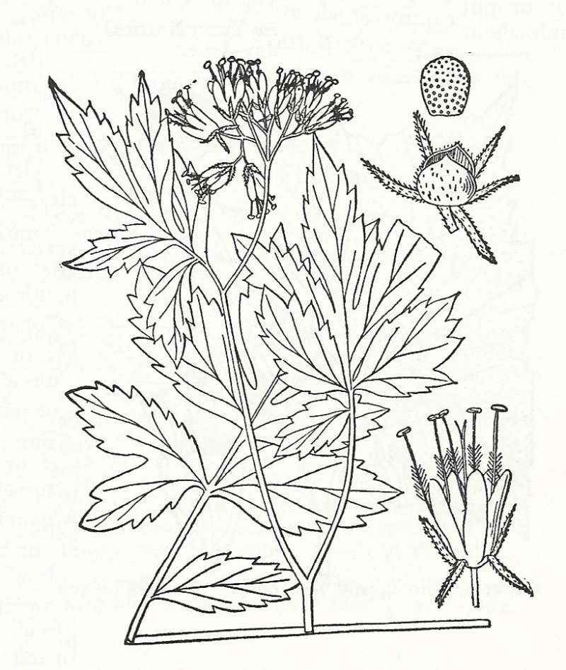 Silhouette by Parts - Line Drawing<br>(Origin of the Specimen: Britton and Brown)