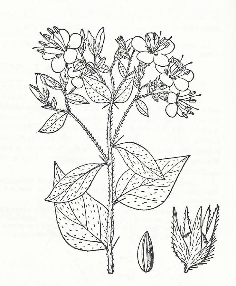 Silhouette by Parts - Line Drawing<br>(Origin of the Specimen: Britton and Brown)