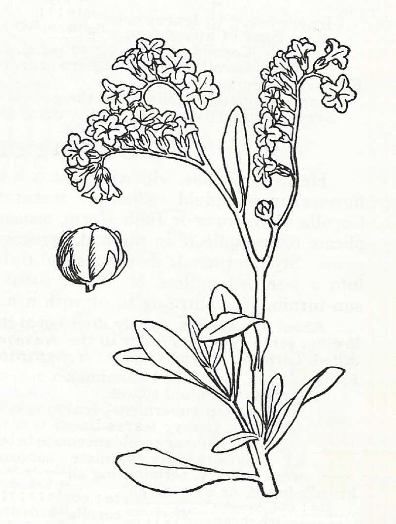 Silhouette by Parts - Line Drawing<br>(Origin of the Specimen: Britton and Brown)