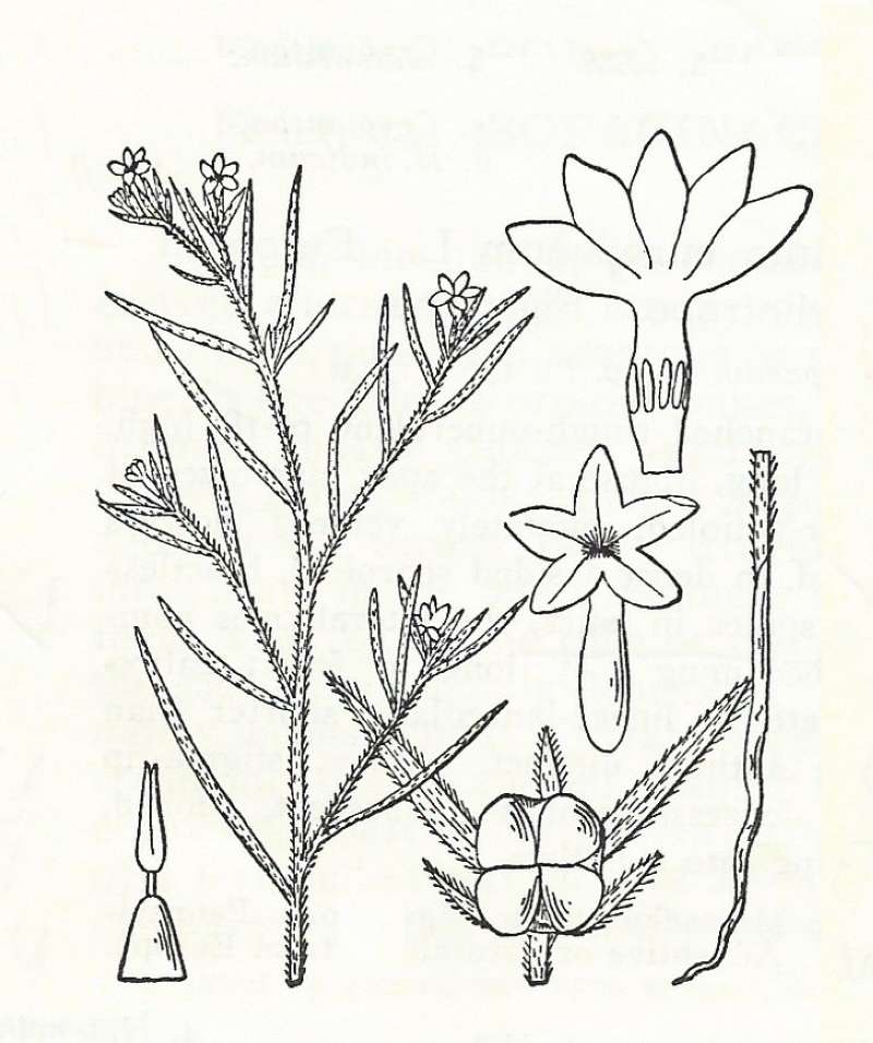 Silhouette by Parts - Line Drawing<br>(Origin of the Specimen: Britton and Brown)