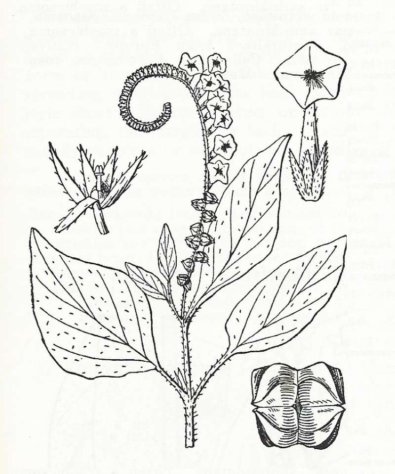Silhouete by Parts - Line Drawing<br>(Origin of the Specimen: Britton and Btown)