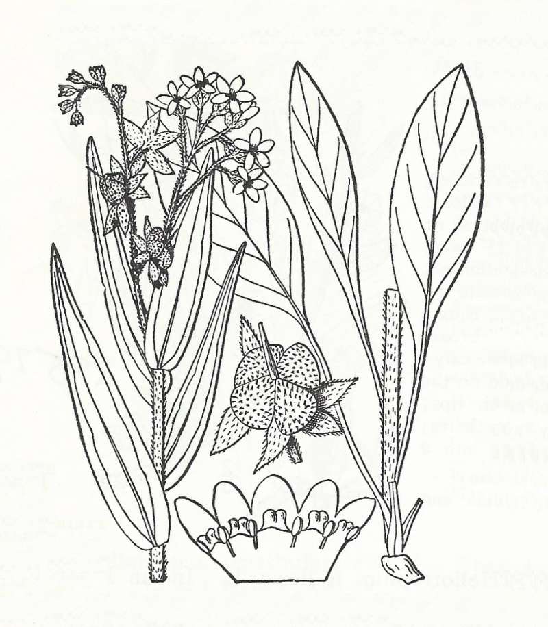 Silhouette by Parts - Line Drawing<br>(Origin of the Specimen: Britton and Brown)