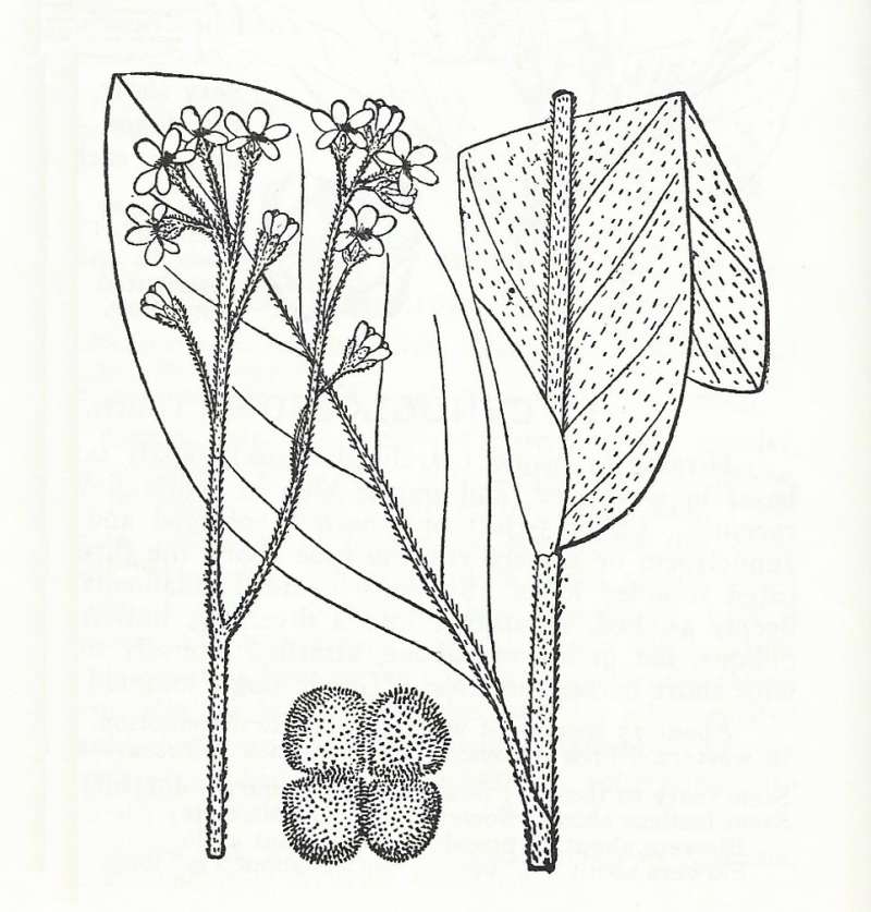 Silhouette by Parts - Line Drawing<br>(Origin of the Specimen: Britton and Brown)