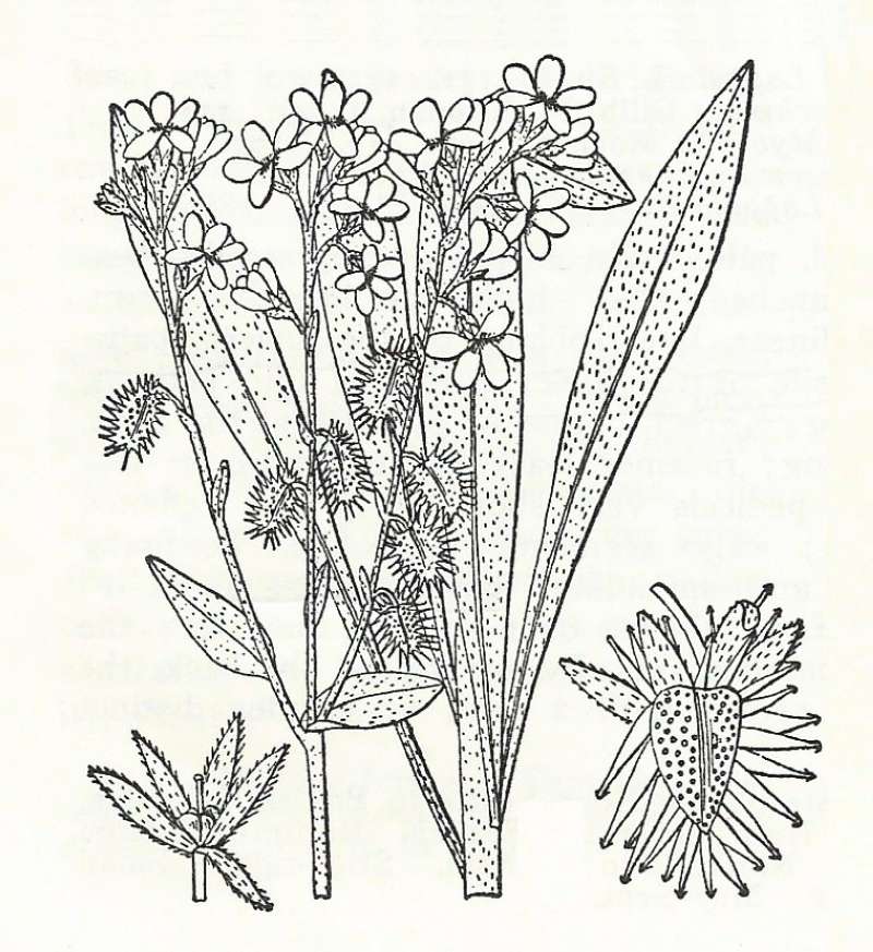 Silhouette by Parts - Line Drawing<br>(Origin of the Specimen: Britton and Brown)