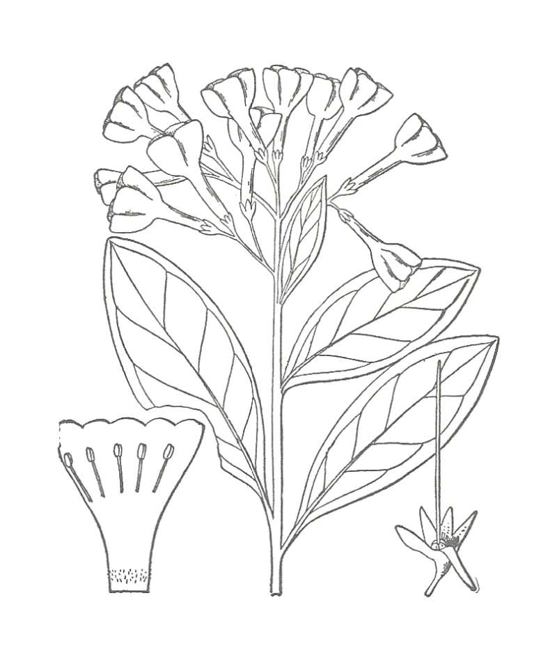 Silhouette by Parts - Line Drawing<br>(Origin of the Specimen: Britton and Brown)