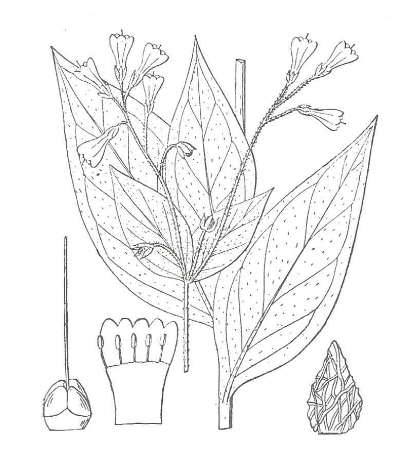 Silhouette by Parts - Line Drawing<br>(Origin of the Specimen: Britton and Brown)