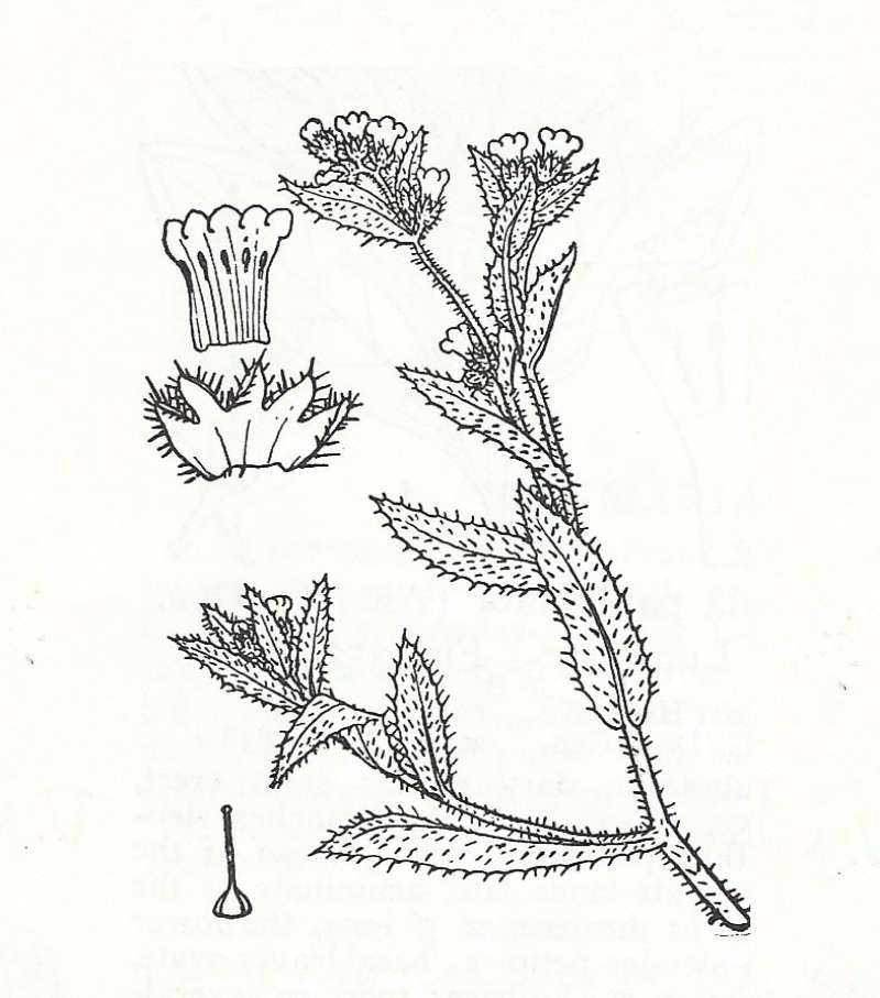 Silhouette by Parts - Line Drawing<br>(Origin of the Specimen: Britton and Brown)