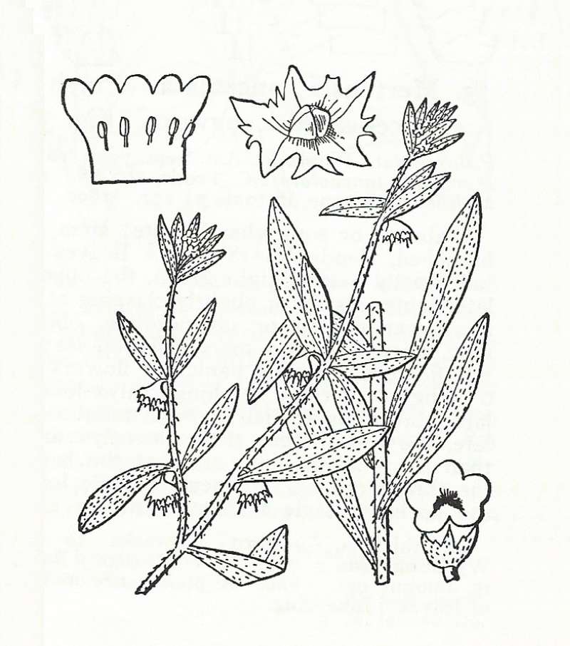 Silhouette by Parts - Line Drawing<br>(Origin of the Specimen: Britton and Brown)