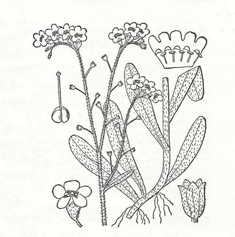 Silhouette by Parts - Line Drawing<br>(Origin of the Specimen: Britton and Brown)