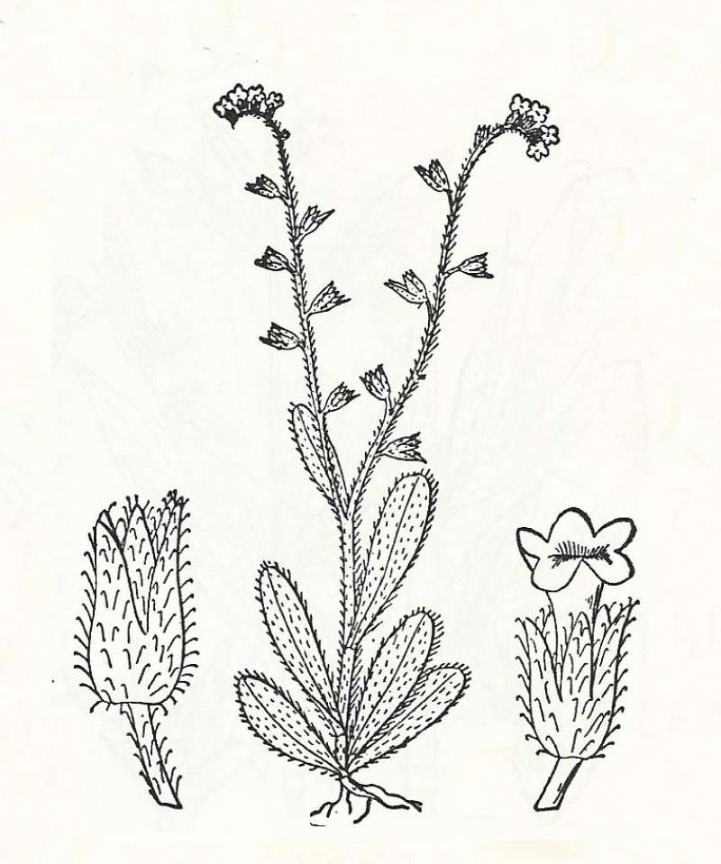 Silhouette by Parts - Line Drawing<br>(Origin of the Specimen: Britton and Brown)