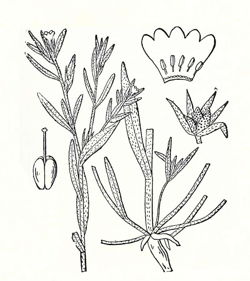 Silhouette by Parts - Line Drawing<br>(Origin of the Specimen: Britton and Brown)