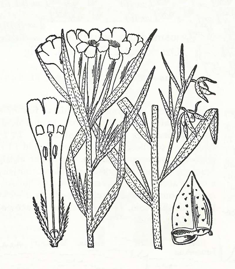 Silhouette by Parts - Line Drawing<br>(Origin of the Specimen: Britton and Brown)