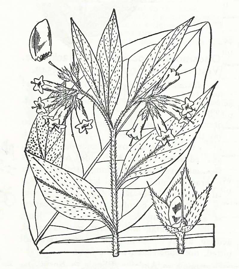 Silhouette by Parts - Line Drawing<br>(Origin of the Specimen: Britton and Brown)