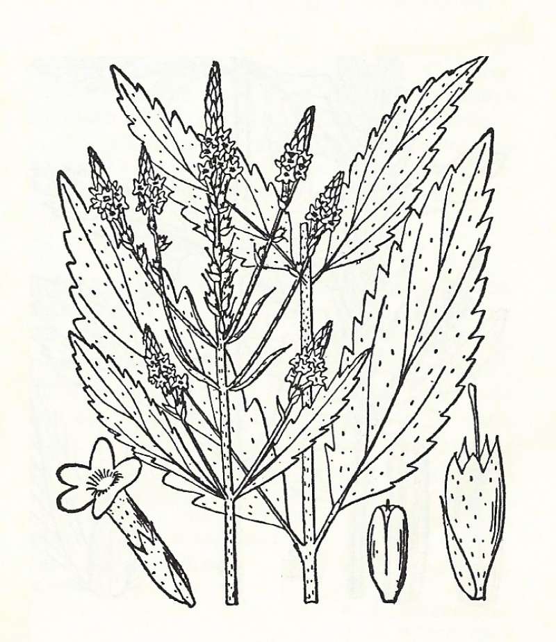Silhouette by Parts - Line Drawing<br>(Origin of the Specimen: Britton and Brown)