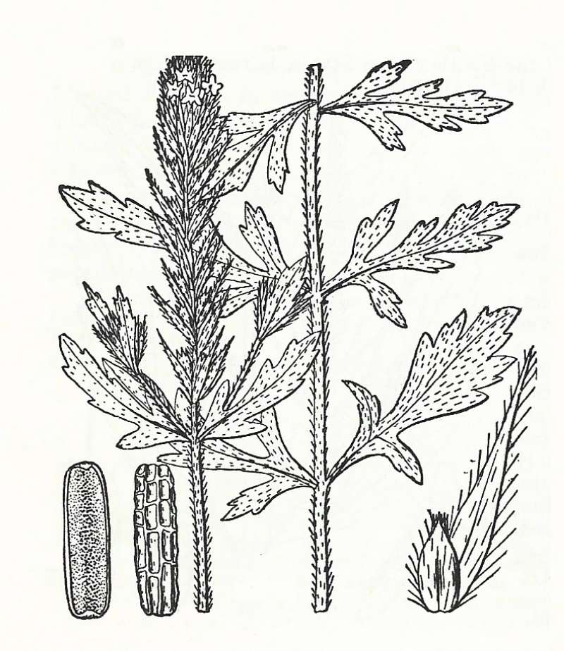 Silhouette by Parts - Line Drawing<br>(Origin of the Specimen: Britton and Brown)