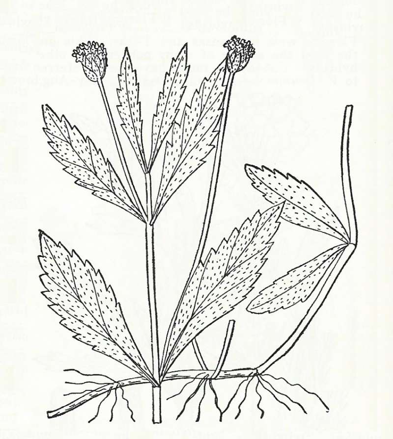 Silhouette by Parts - Line Drawing<br>(Origin of the Specimen: Britton and Brown)