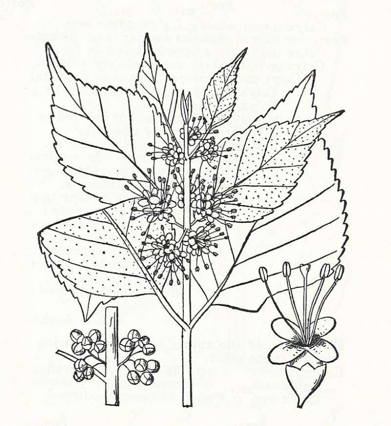 Silhouette by Parts - Line Drawing<br>(Origin of the Specimen: Britton and Brown)