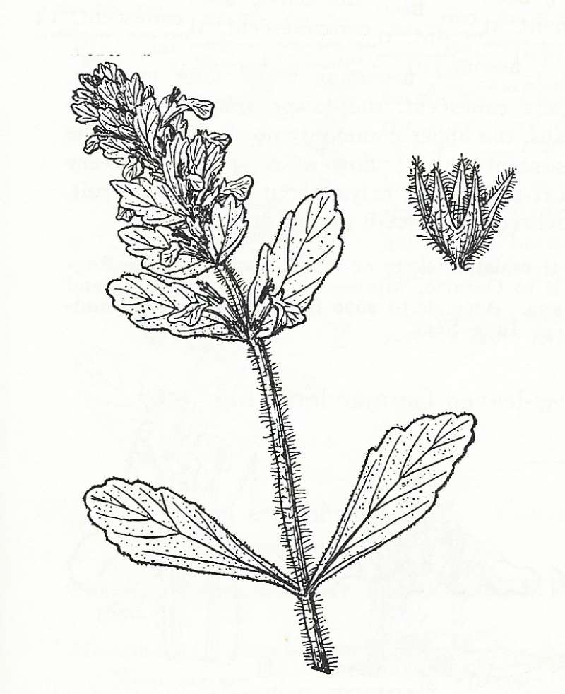 Silhouette by Parts - Line Drawing<br>(Origin of the Specimen: Britton and Brown)