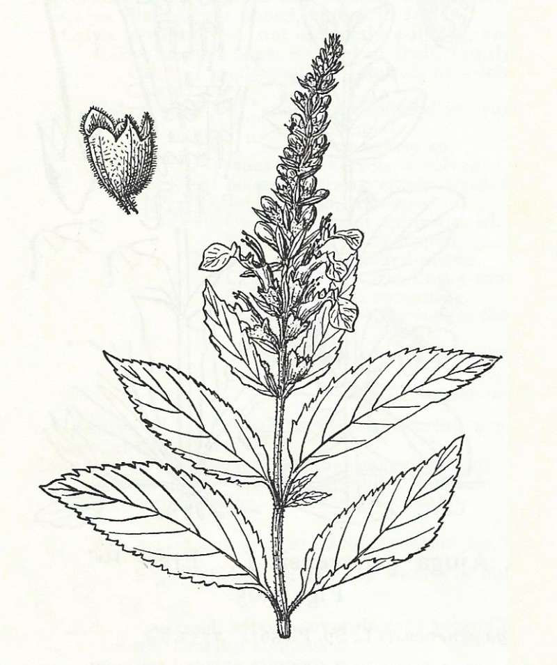 Silhouette by Parts - Line Drawing<br>(Origin of the Specimen: Britton and Brown)