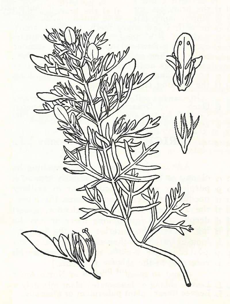 Silhouette by Parts - Line Drawing<br>(Origin of the Specimen: Britton and Brown)