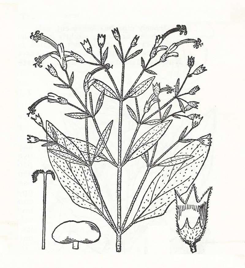 Silhouette by Parts - Line Drawing<br>(Origin of the Specimen: Britton and Brown)