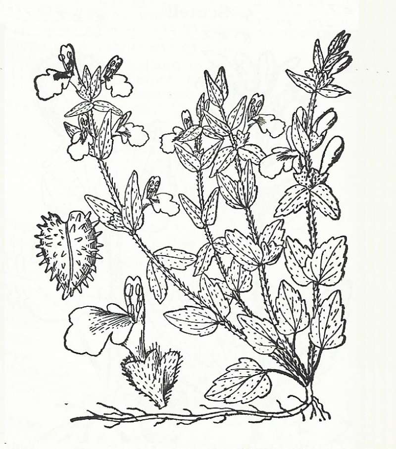 Silhouette by Parts - Line Drawing<br>(Origin of the Specimen: Britton and Brown)