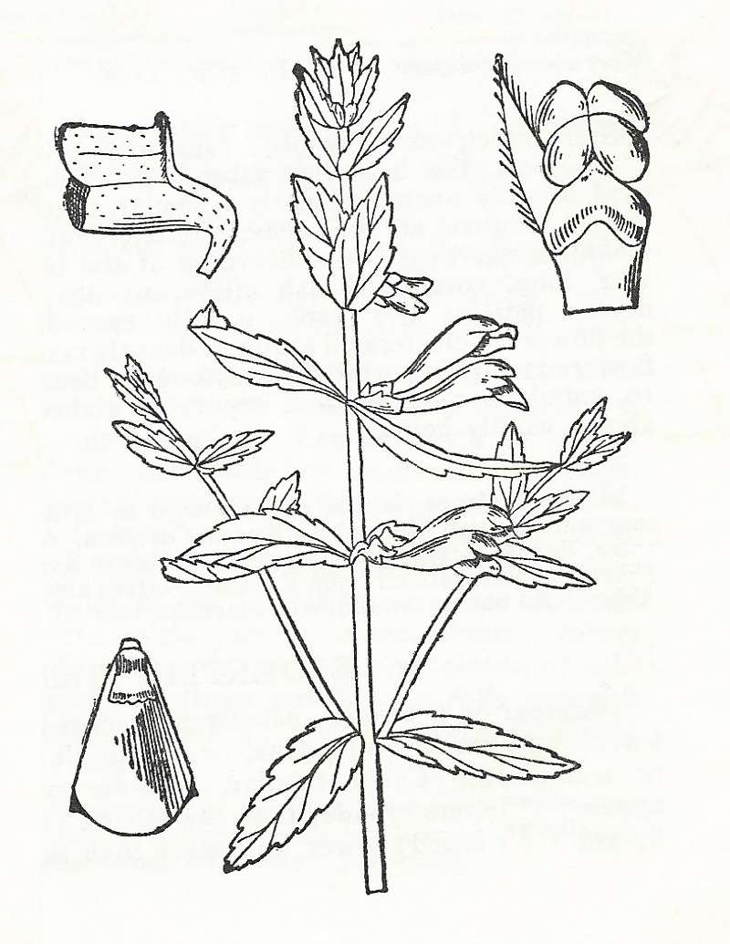 Silhouette by Parts - Line Drawing<br>(Origin of the Specimen: Britton and Brown)