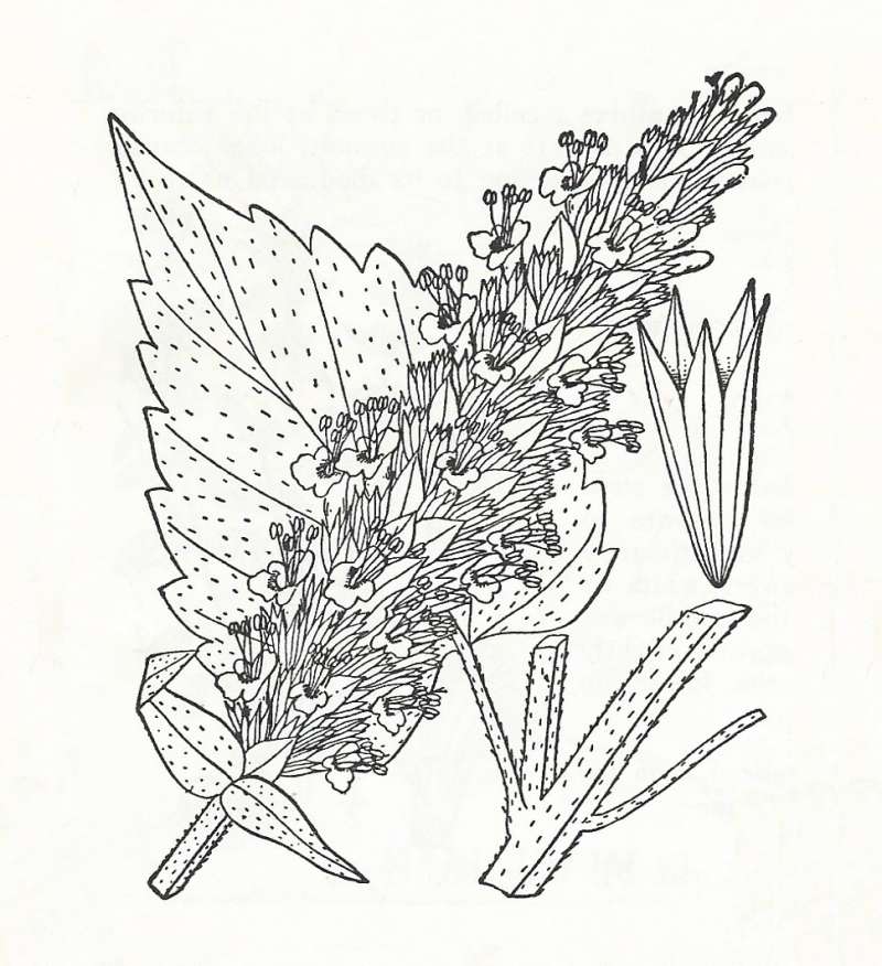 Silhouette by Parts - Line Drawing<br>(Origin of the Specimen: Britton and Brown)