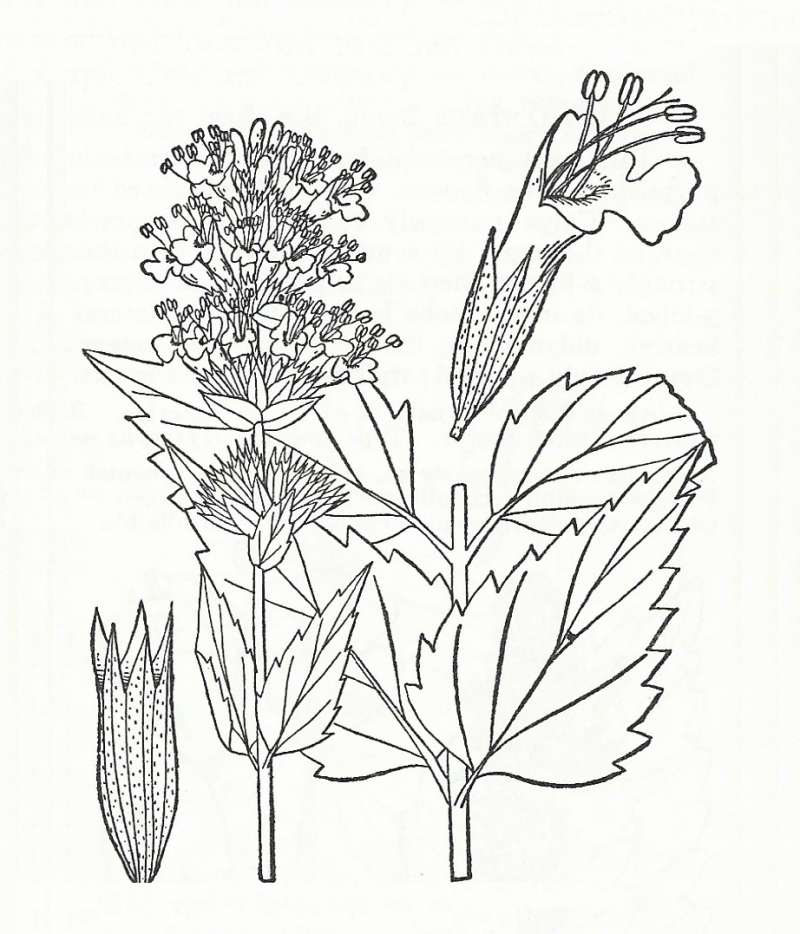 Silhouette by Parts - Line Drawing<br>(Origin of the Specimen: Britton and Brown)