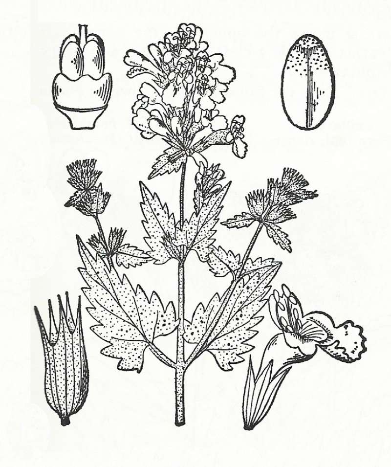 Silhouette by Parts - Line Drawing<br>(Origin of the Specimen: Britton and Brown)