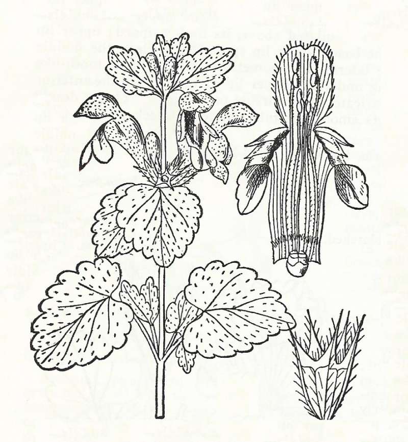 Silhouette by Parts - Line Drawing<br>(Origin of the Specimen: Britton and Brown)