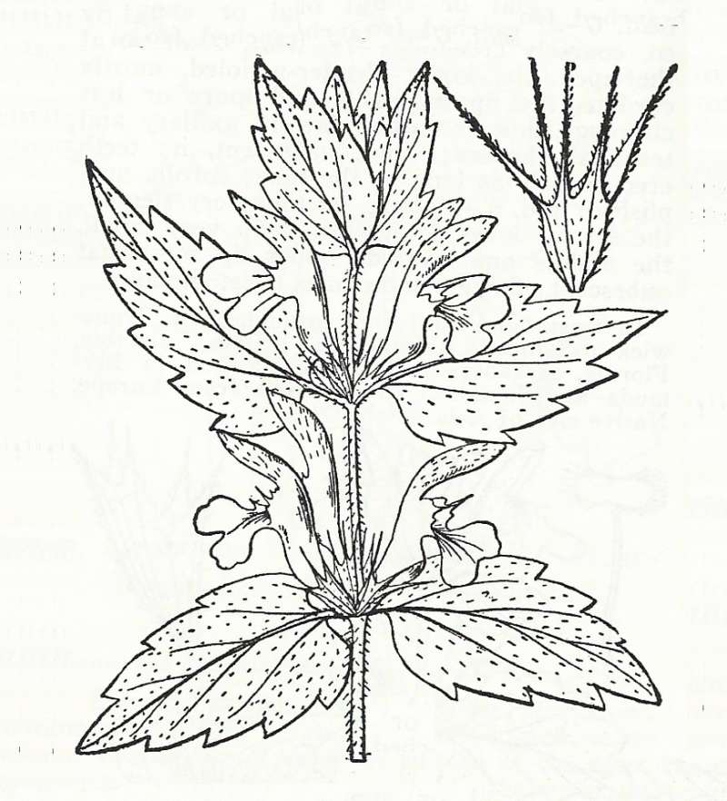 Silhouette by Parts - Line Drawing<br>(Origin of the Specimen: Britton and Brown)
