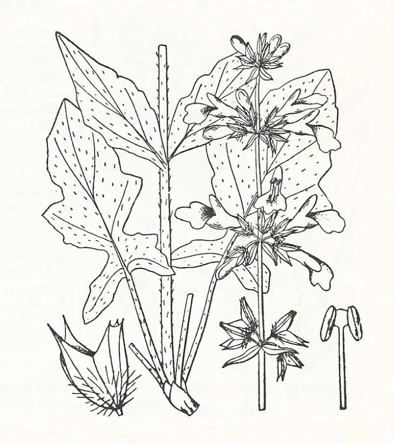 Silhouette by Parts - Line Drawing<br>(Origin of the Specimen: Britton and Brown)