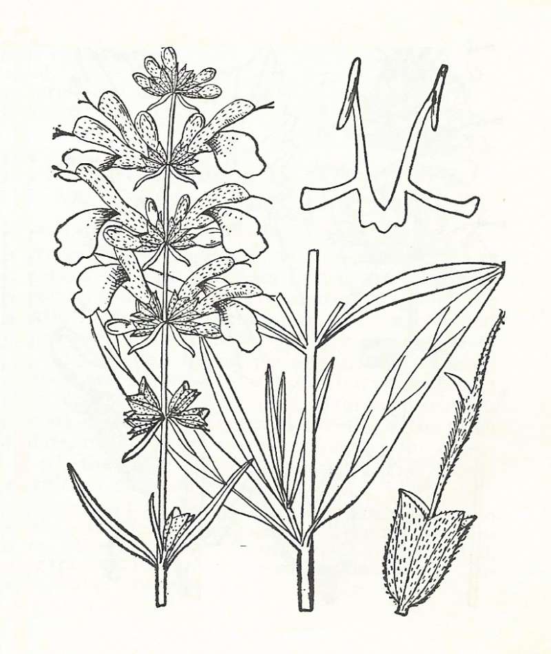 Silhouette by Parts - Line Drawing<br>(Origin of the Specimen: Britton and Brown)
