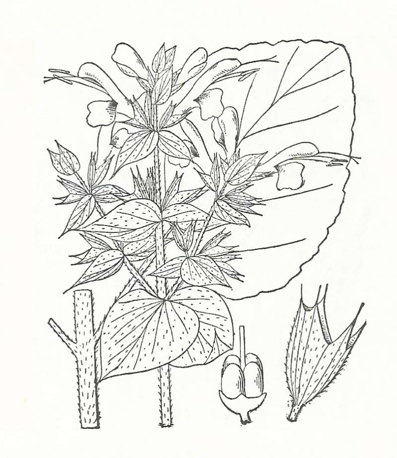 Silhouette by Parts - Line Drawing<br>(Origin of the Specimen: Britton and Brown)