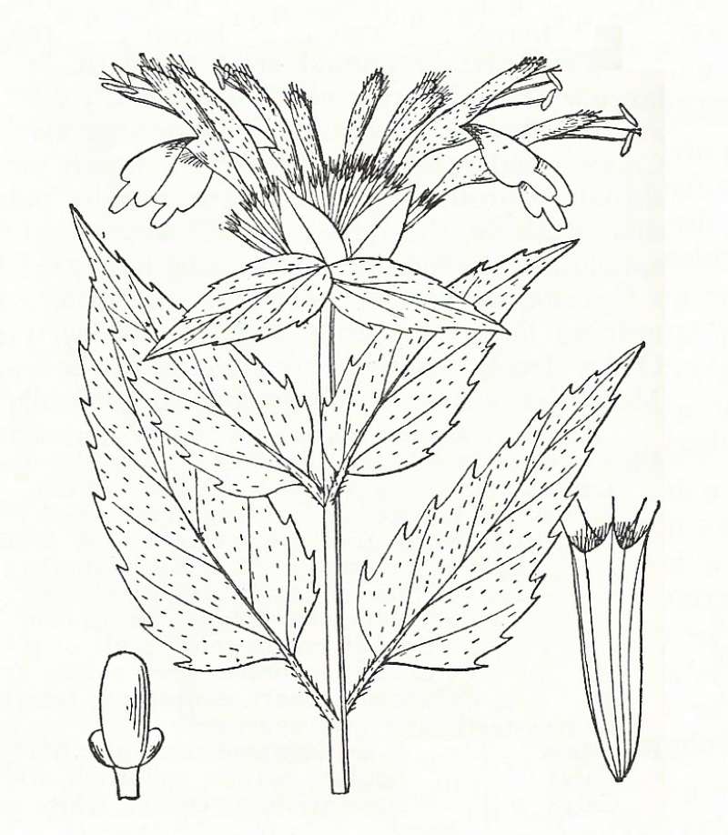 Silhouette by Parts - Line Drawing<br>(Origin of the Specimen: Britton and Brown)