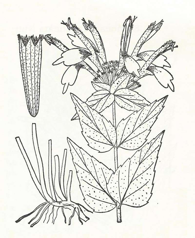 Silhouette by Parts - Line Drawing<br>(Origin of the Specimen: Britton and Brown)
