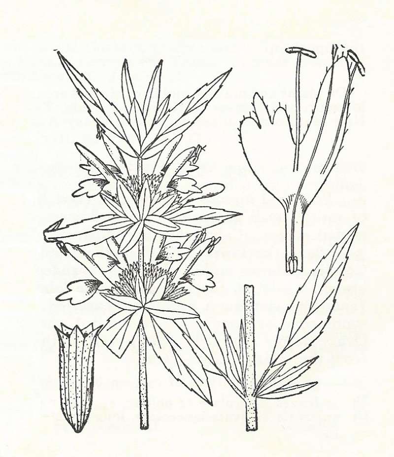 Silhouette by Parts - Line Drawing<br>(Origin of the Specimen: Britton and Brown)
