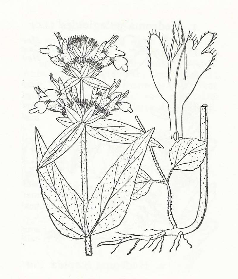 Silhouette by Parts - Line Drawing<br>(Origin of the Specimen: Britton and Brown)