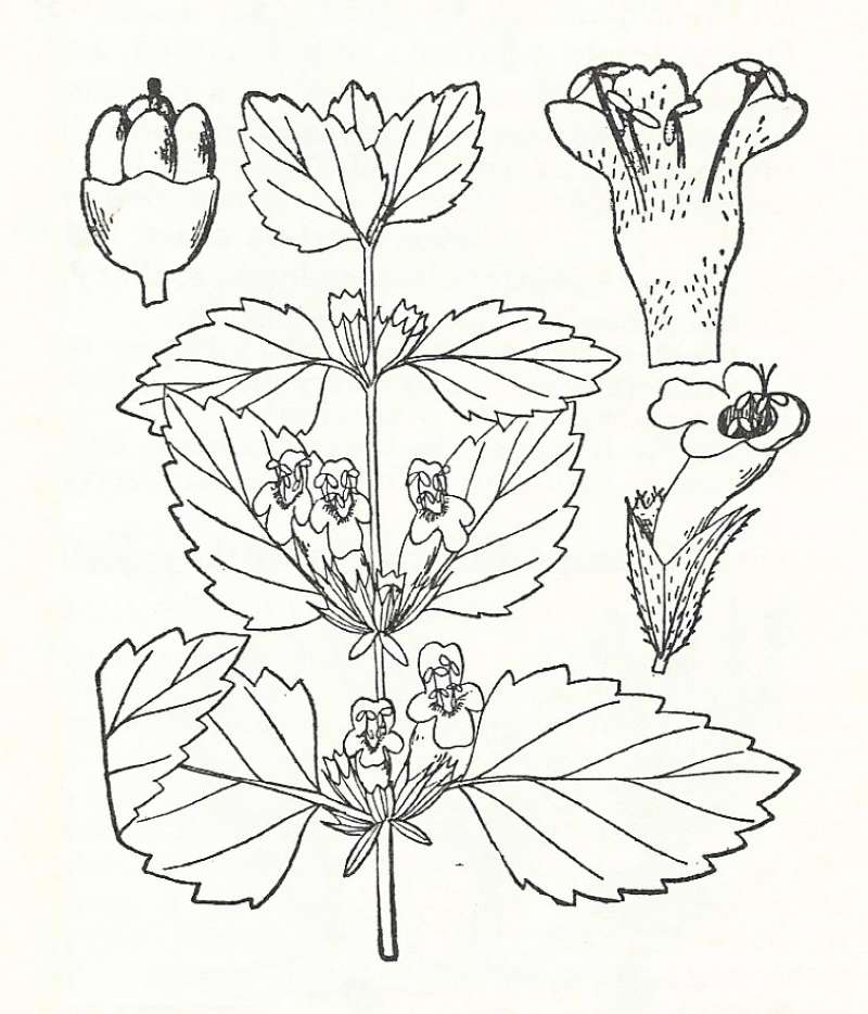 Silhouette by Parts - Line Drawing<br>(Origin of the Specimen: Britton and Brown)