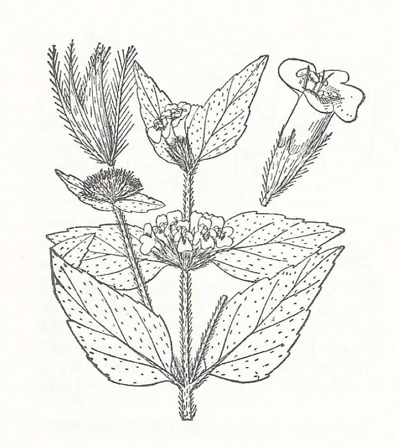 Silhouette by Parts - Line Drawing<br>(Origin of the Specimen: Britton and Brown)