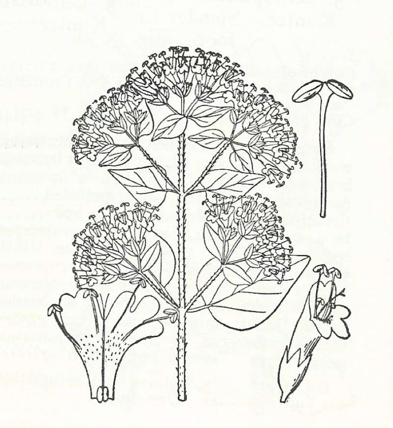Silhouette by Parts - Line Drawing<br>(Origin of the Specimen: Britton and Brown)