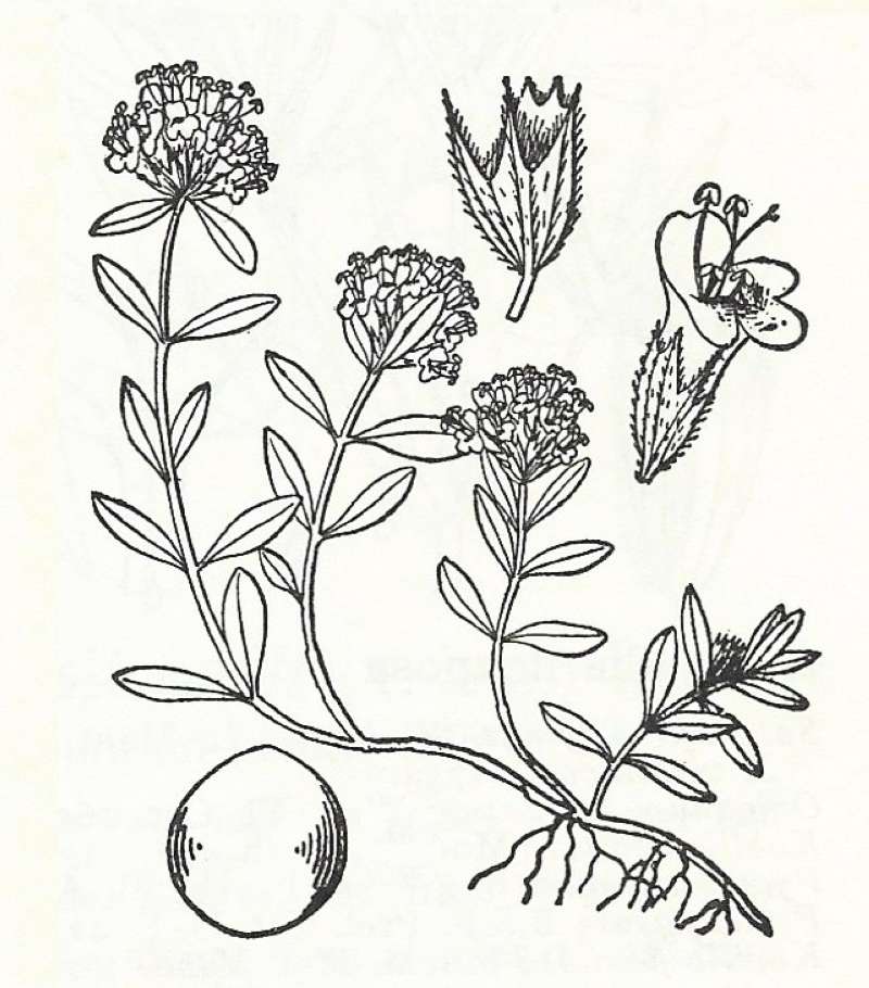 Silhouette by Parts<br>(Origin of the Specimen: Britton and Brown)