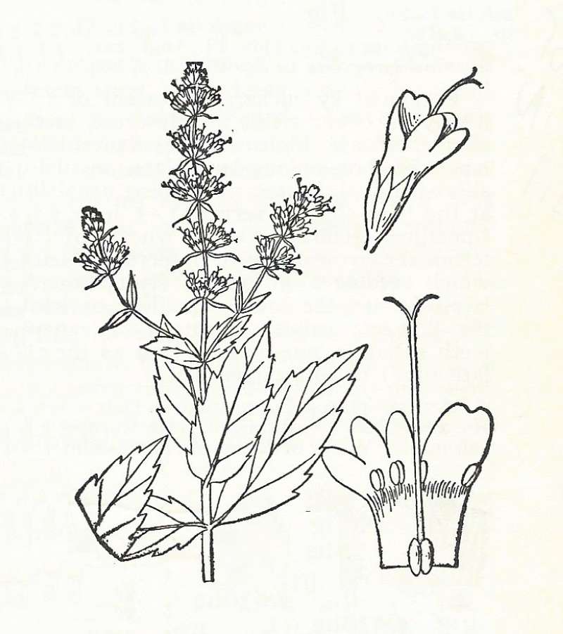 Silhouette by Parts<br>(Origin of the Specimen: Britton and Brown)
