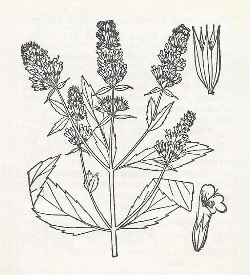 Silhouette by Parts<br>(Origin of the Specimen: Britton and Brown)